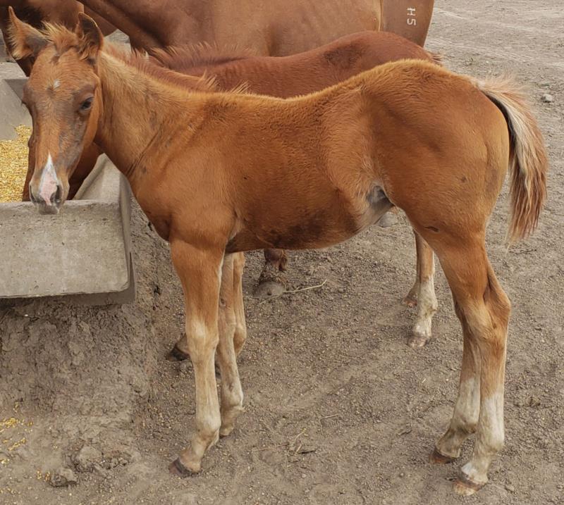 Dual Cut Jazz colt